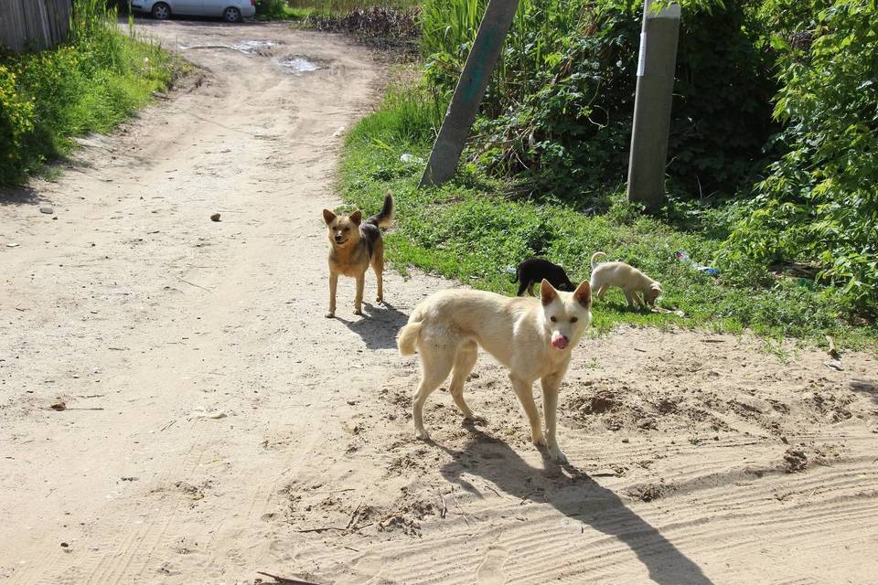 В Камышине отловили 86 бездомных собак