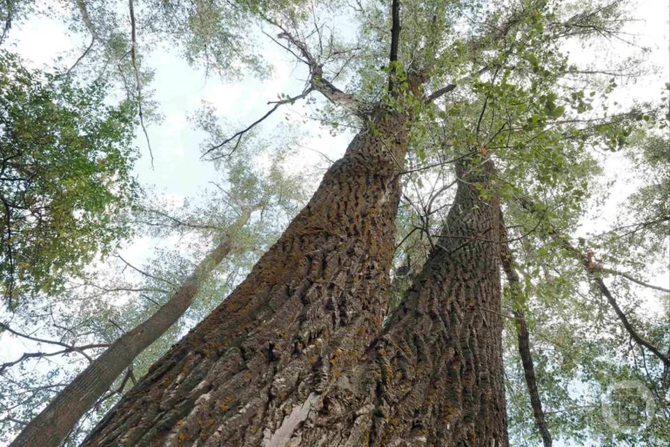 Волгоградцам предлагают сдать макулатуру и спасти деревья