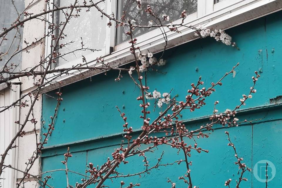 В преддверии снегопада в Волгограде 30 марта зацвели абрикосы