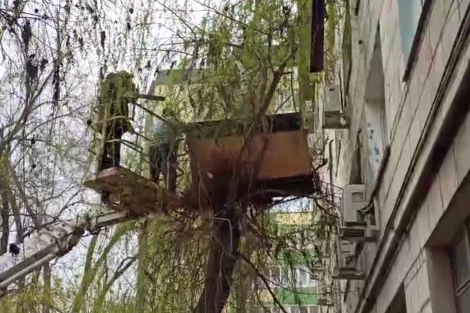 Диван, застрявший в ветвях дерева на 1,5 года, сняли в Волгограде