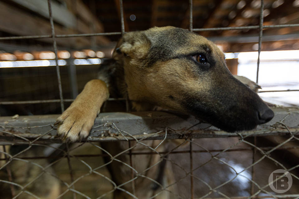 Волгоградские зоозащитники взяли на контроль случай со стрельбой по бездомным собакам