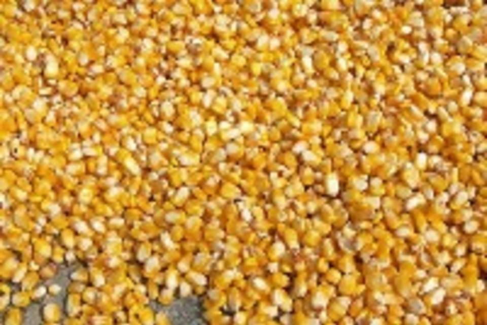 В Волгоград завезли более 5 тонн семян кукурузы без знака качества