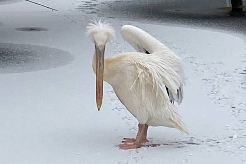 В Волгограде на ведущего федерального канала напал пеликан