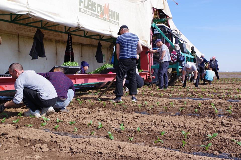 В Волгоградской области уже на треть выполнили план весеннего сева овощей