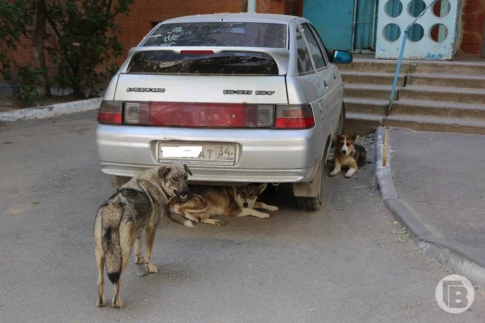 Усыпление бездомных собак волгоградские депутаты будут обсуждать с общественниками