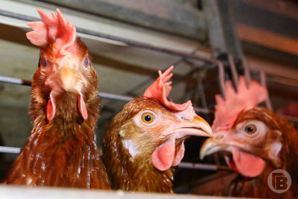 Волгоградскую птицефабрику наказали за отходы инкубации и грызунов