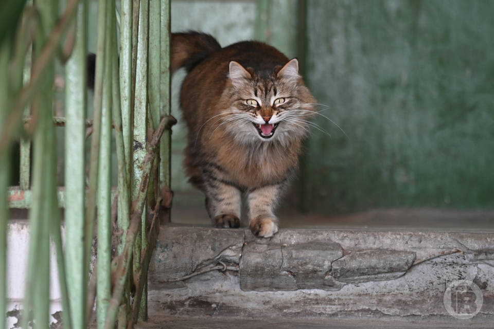 В Волгограде спасателей заставили догонять злого кота