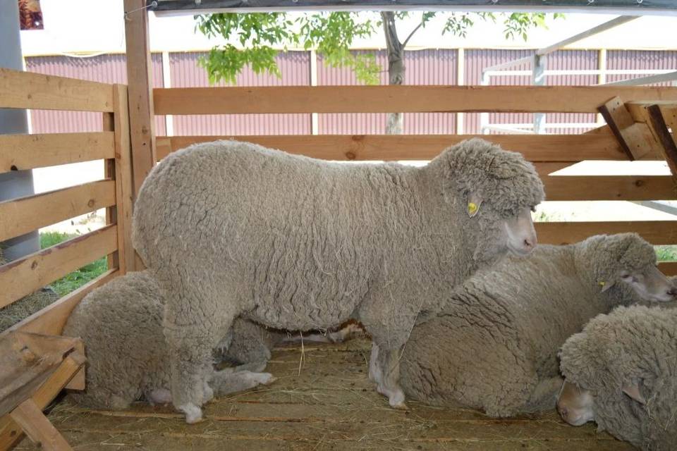 Волгоградской породе овец исполняется 45 лет