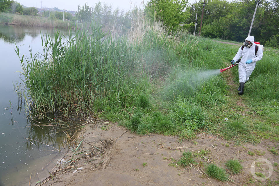 В Волгоградской области водоемы обрабатывают от комаров