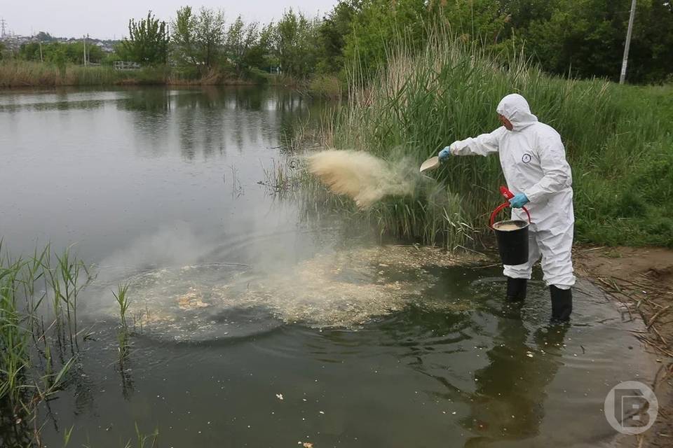164 водоема в Волгоградской области обработают от комаров