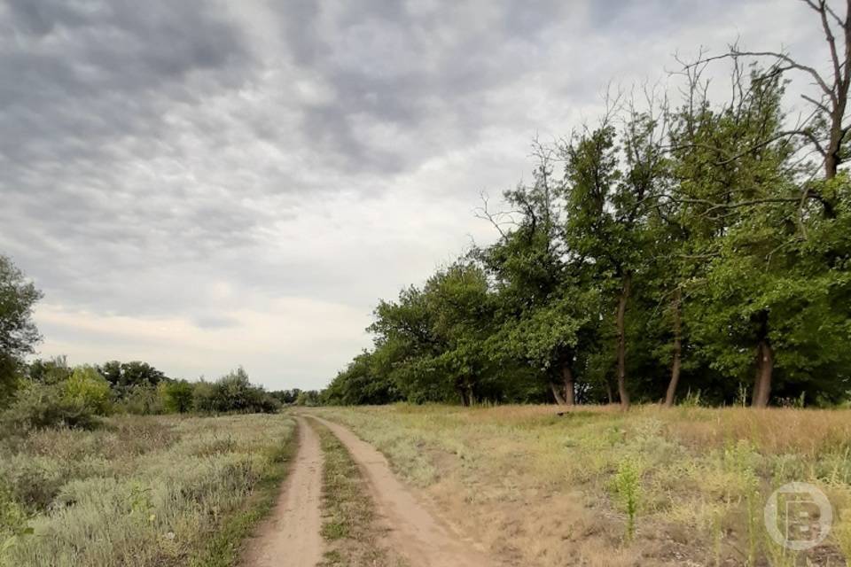 В Волгоградской области 11 июня ввели запрет на посещение лесов