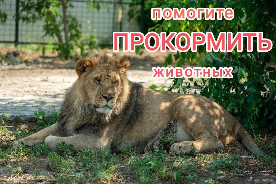 «Помогите, у нас закончилась еда!»: в Волгограде в зооцентре «Дино» нечем кормить животных