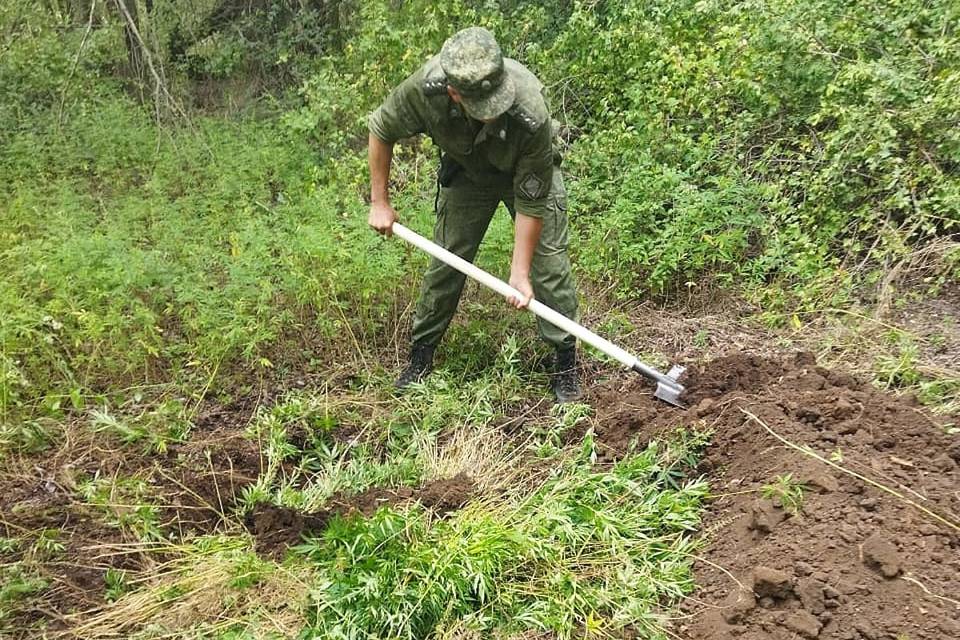 Под корень: полиция в Волгоградской области уничтожает дикорастущую коноплю