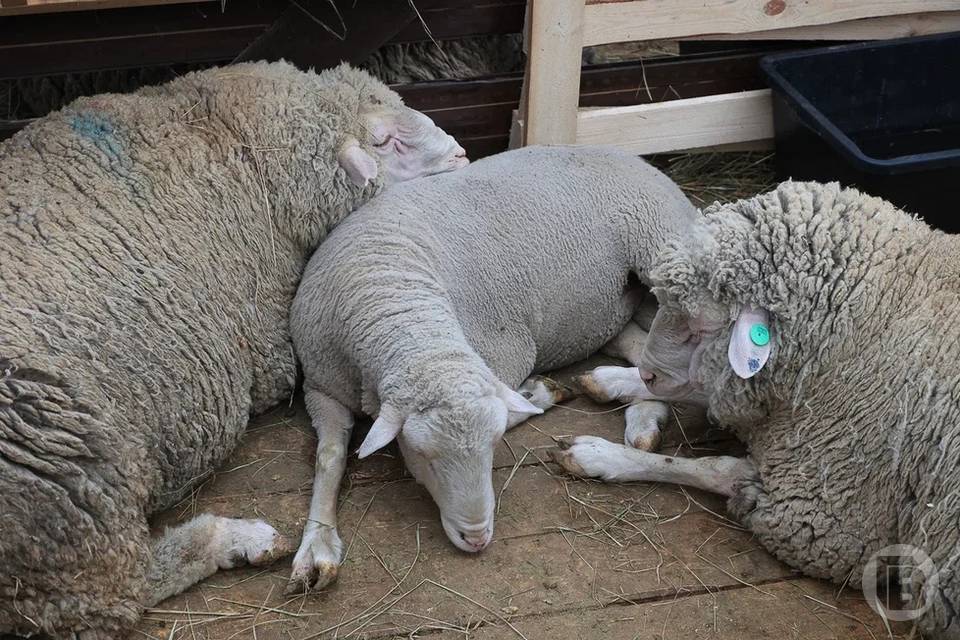 Волгоградская область экспортировала 45 тонн козьей шерсти в Китай