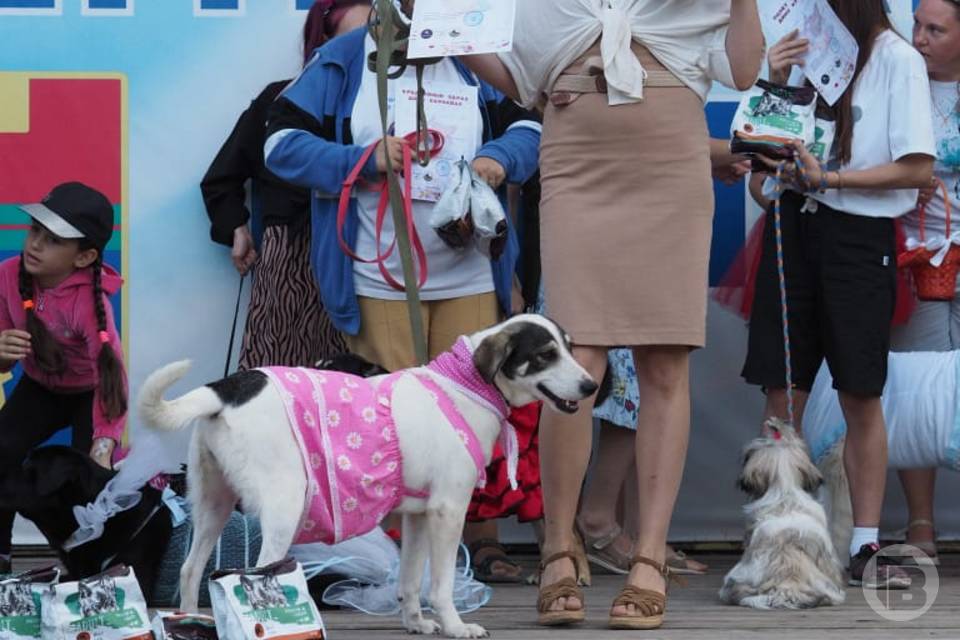 Карнавал собачьих костюмов прошел в Волгограде