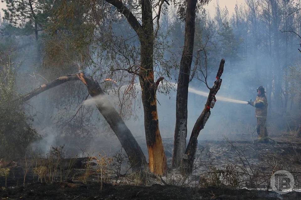5 класс горимости леса объявлен на двое суток в Волгоградской области