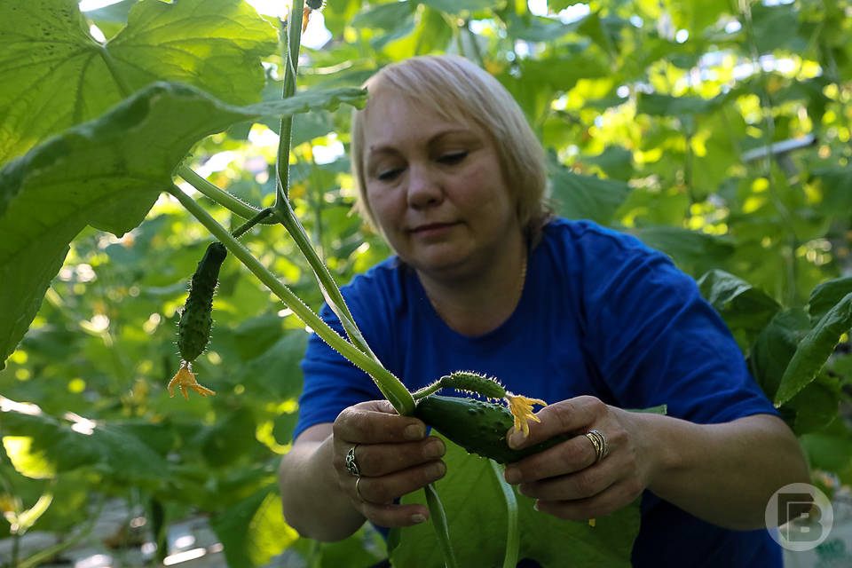 В Волгоградской области производители снизили цены на сельскохозяйственную продукцию