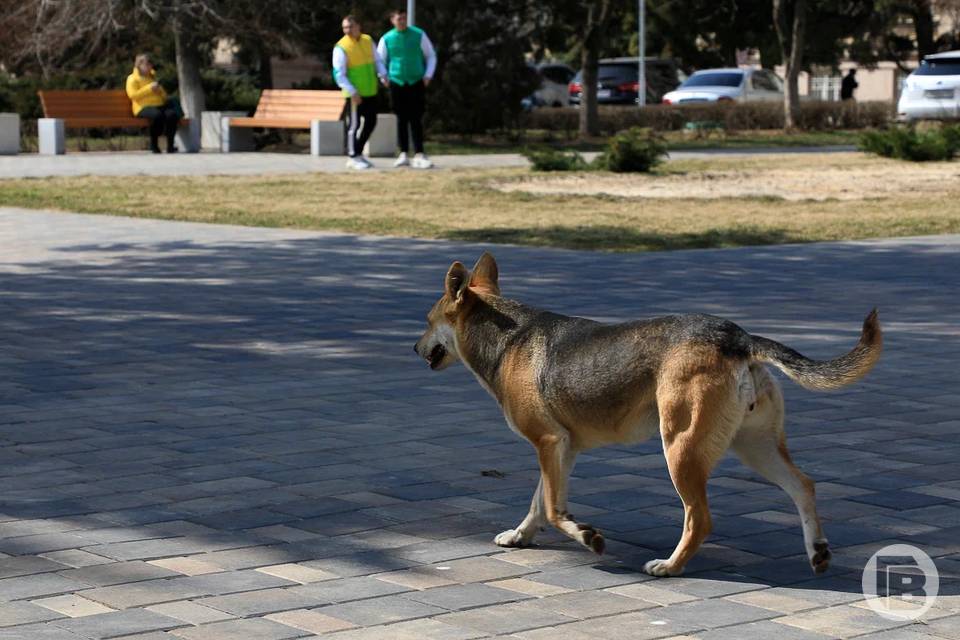 Отлов бездомных собак у школ и детсадов усиливают в Астрахани