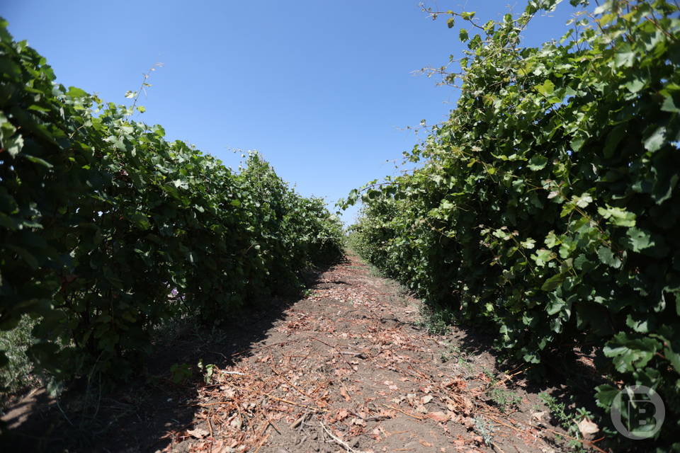 На 456 гектарах в Волгоградской области выращивается виноград