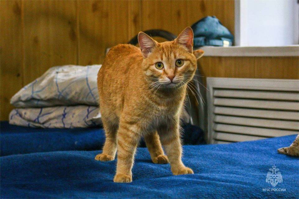 Рыжая кошка Муся «несет службу» в пожарной части Волгограда