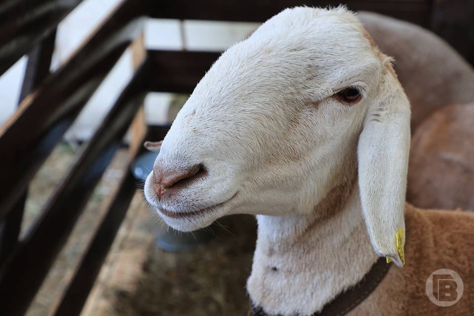 Волгоградских животноводов предупредили об оспе овец и коз