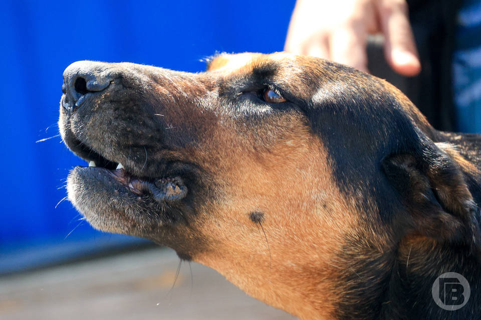 Бешеная лиса искусала собаку в Волгоградской области