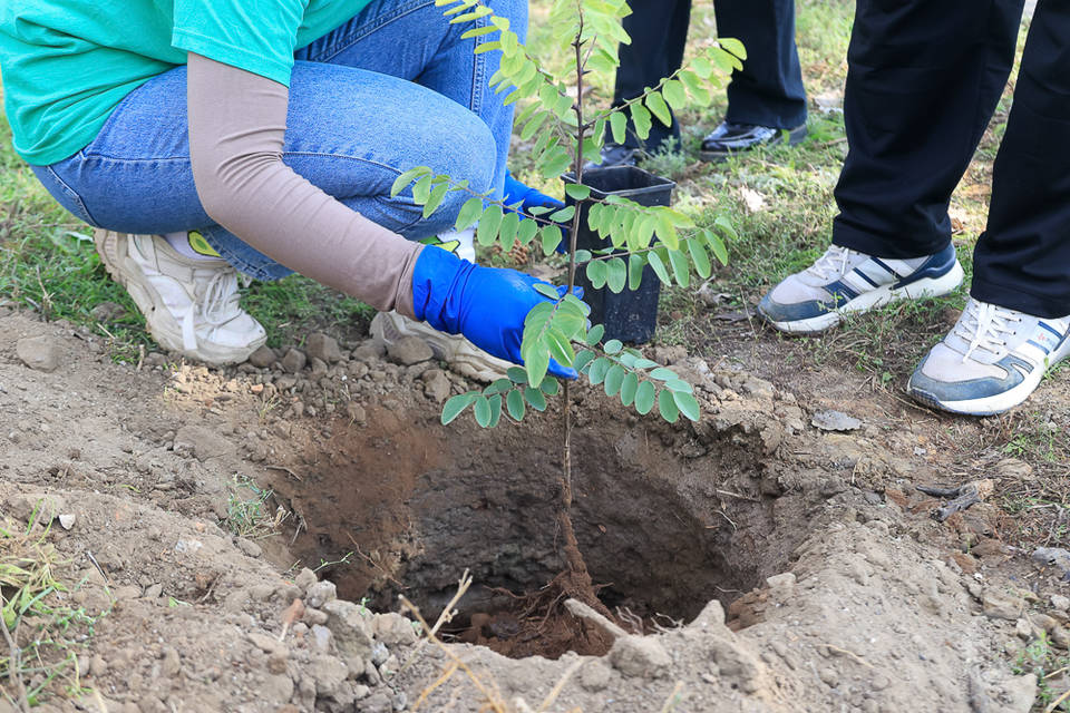 Волгоградские добровольцы-экологи высадили 42 тысячи деревьев