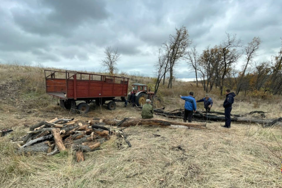 Трое мужчин срубили 30 дубов в лесничестве под Волгоградом
