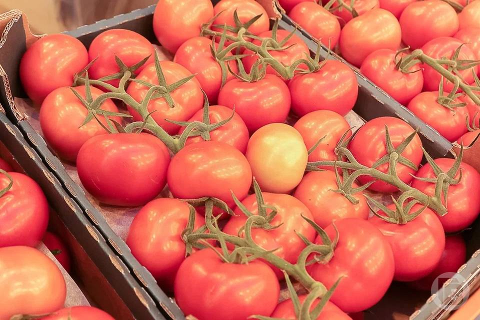 В Волгоградской области на 9% подорожали огурцы и помидоры