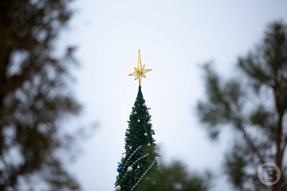 В Волгограде нашли поставщика 12-метровой новогодней елки