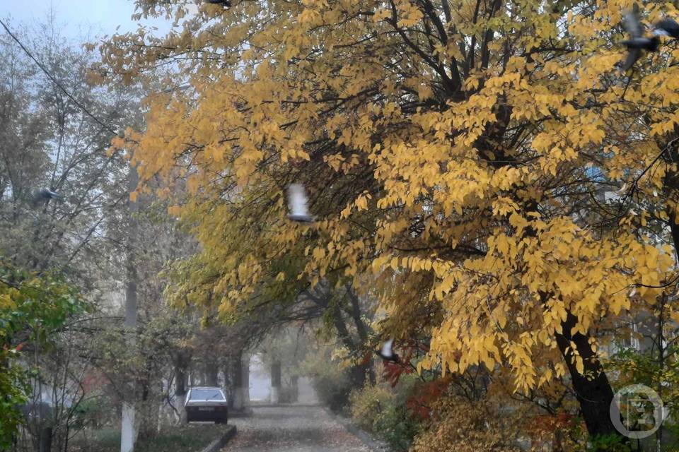 2 ноября жителей Волгоградской области ждет небольшой дождь и +17º