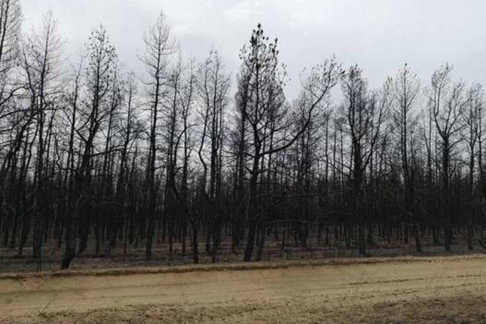 За год в Волгоградской области пожары повредили более 163,6 га лесов