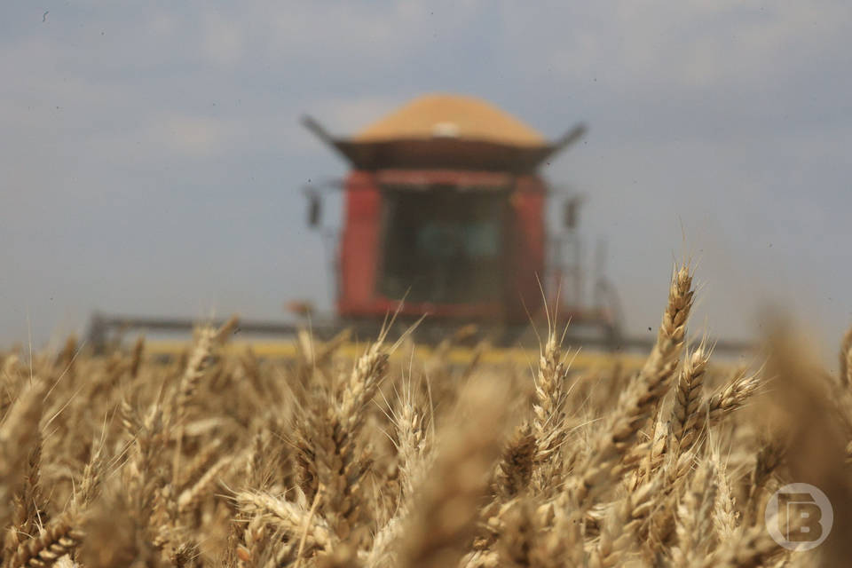 320 млн рублей Волгоградская область получит дополнительно на субсидии производителям зерна