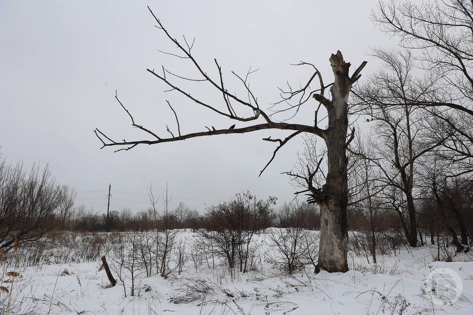 Лесам Волгоградской области  угрожают плохие погодные условия и насекомые-вредители