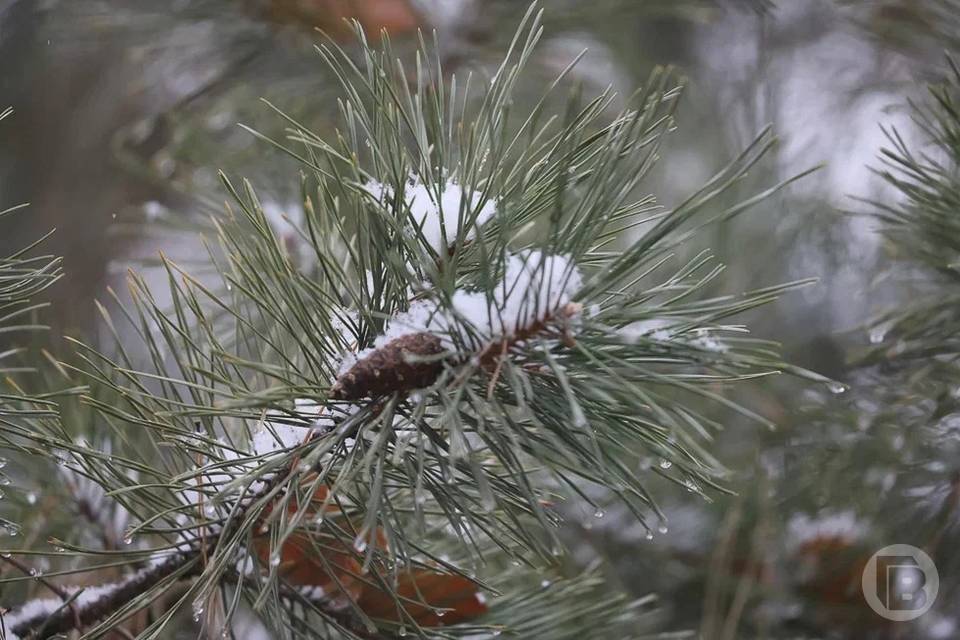 Морозы ударят в Волгоградской области 10 декабря
