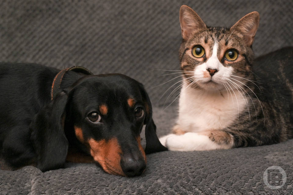 О том, что кошки и собаки могут замедлить старение хозяев, рассказали волгоградцам