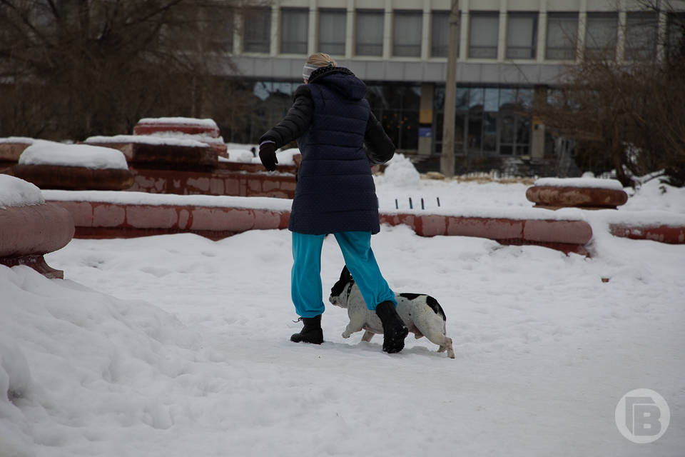 Как можно помочь собаке, чувствительной к смене погоды, волгоградцам рассказал специалист