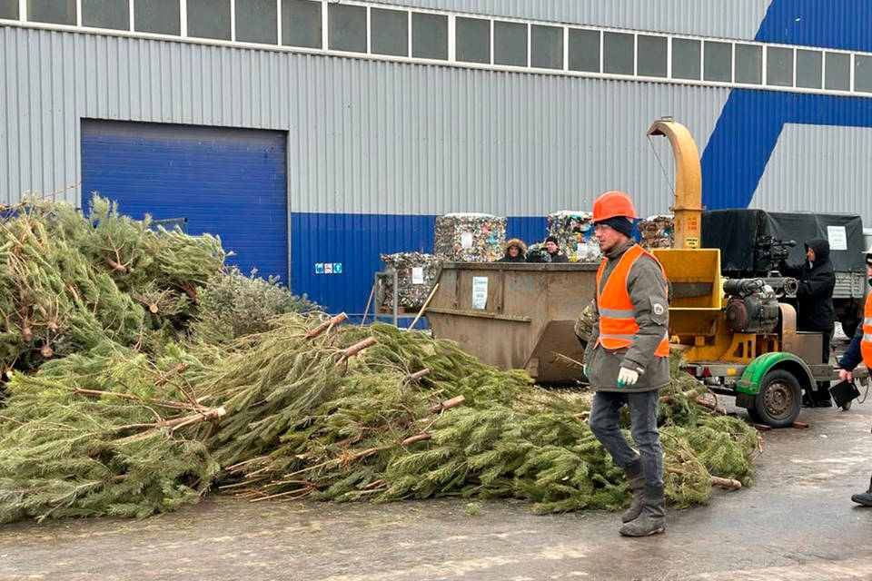 В Волгоградской области 2000 елок измельчили и отправили в приюты