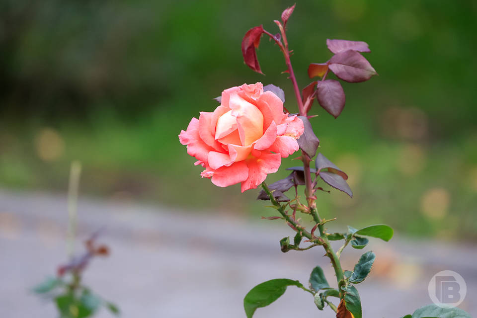 В Волгограде демонтировали рекламу интимного омоложения с изображением розы