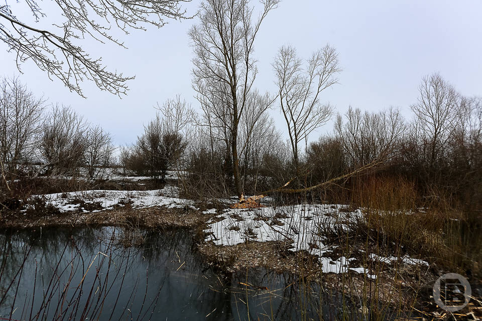 Тепло до ломоты в костях: о февральской погоде в Волгограде рассказал ученый