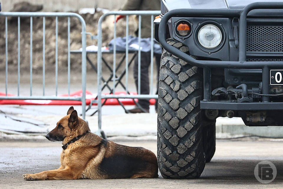 Под Волгоградом служебная собака нашла наркотики у пассажира автомобиля