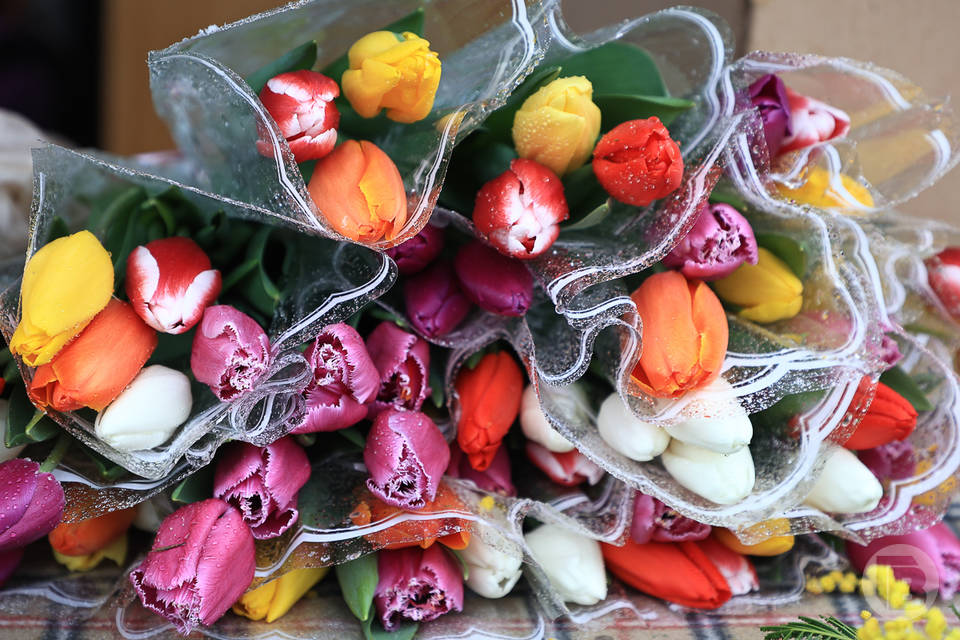 В Волгоградской области ожидается рост цен на тюльпаны к 8 Марта