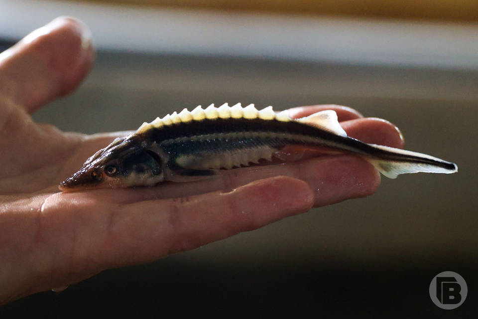 В волгоградские реки выпустят 2 млн мальков рыб