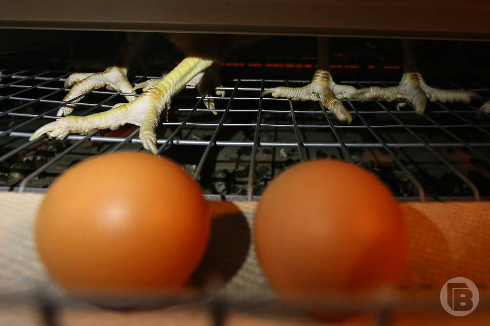 В Волгоградской области за неделю снизились цены на яйца
