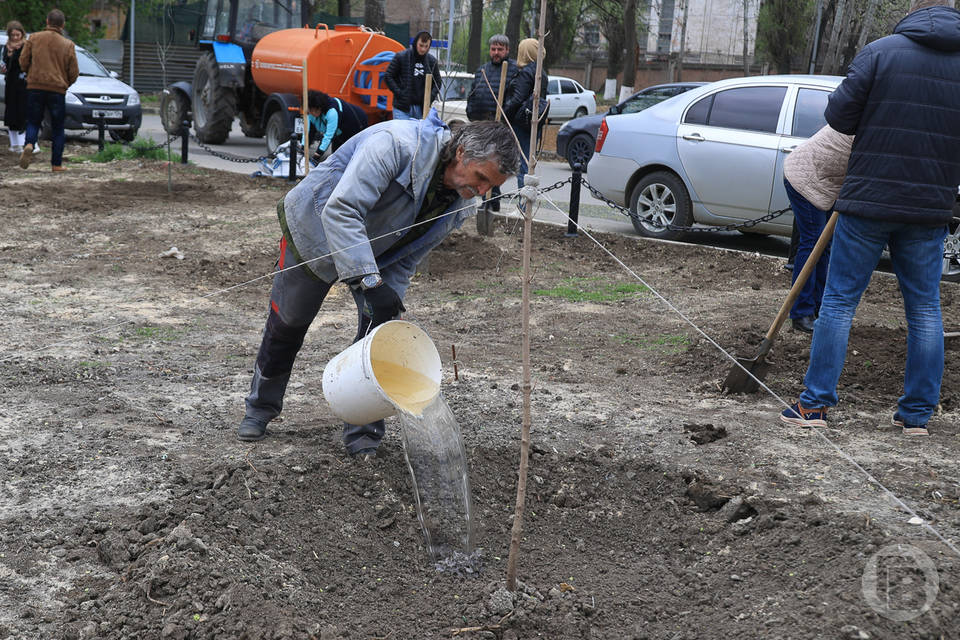 В Волгограде на 7-й Гвардейской высадят 700 деревьев и кустарников