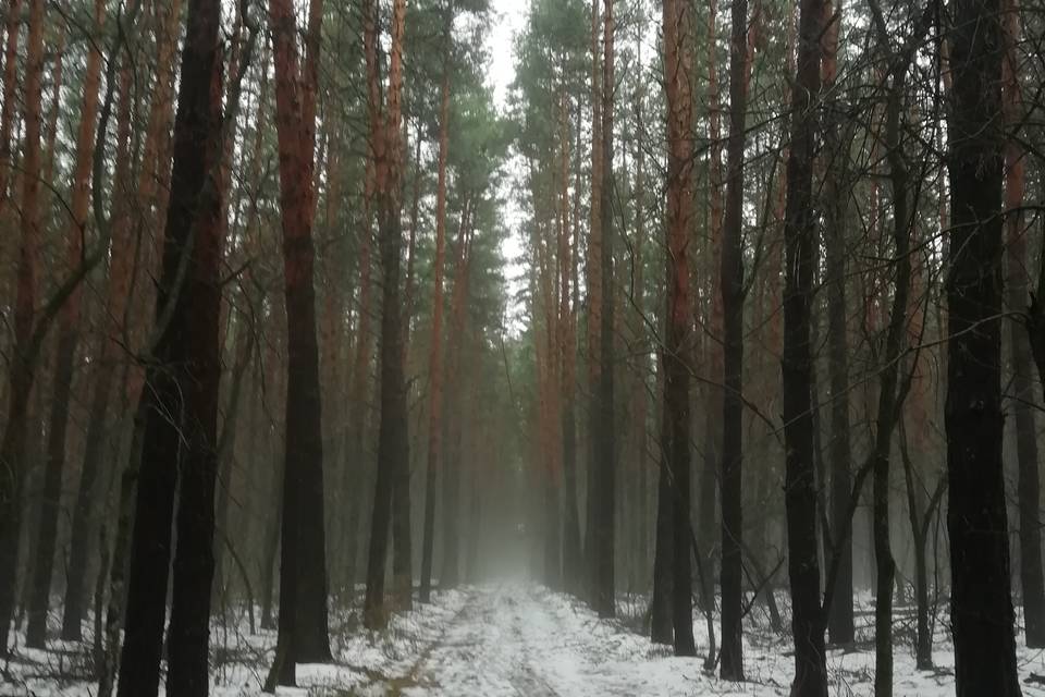 В Волгоградской области охранять лес будут видеокамеры