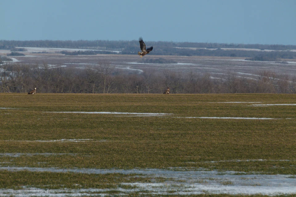 В Волгоградской области появились новые гнезда краснокнижных орланов-белохвостов