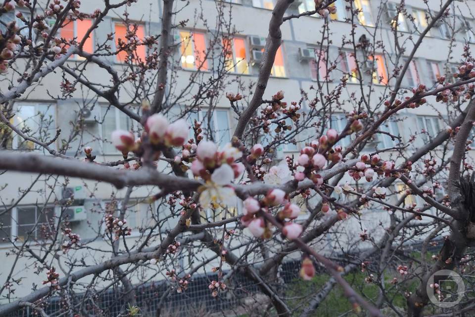 В Волгограде раньше обычного зацвели абрикосы
