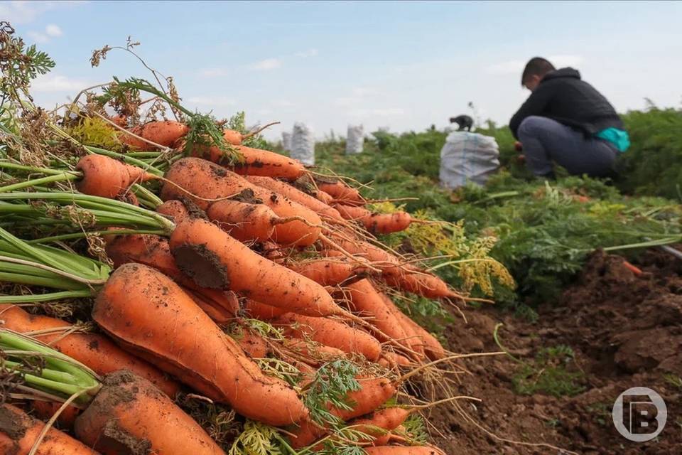 120 тонн моркови отправлено из Волгограда в Казахстан