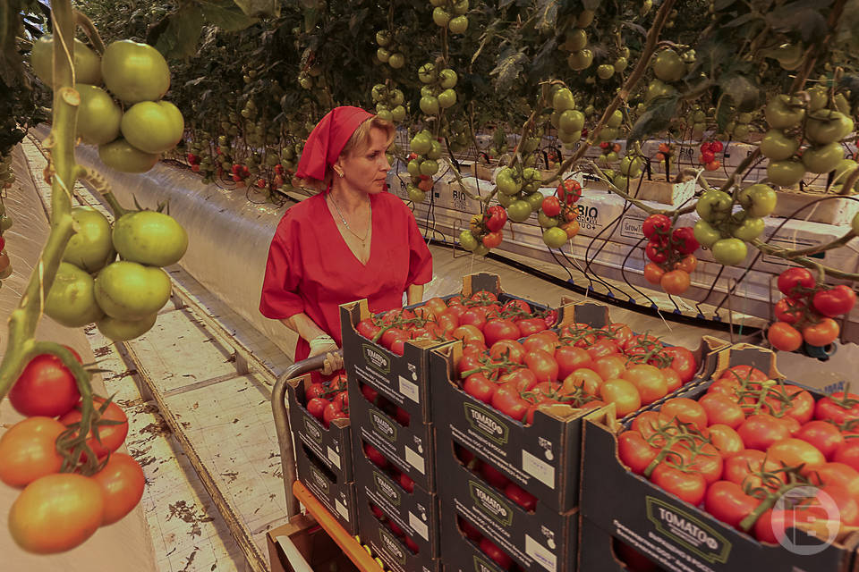25 тысяч тонн овощей собрано с начала 2024 года в теплицах Волгоградской области